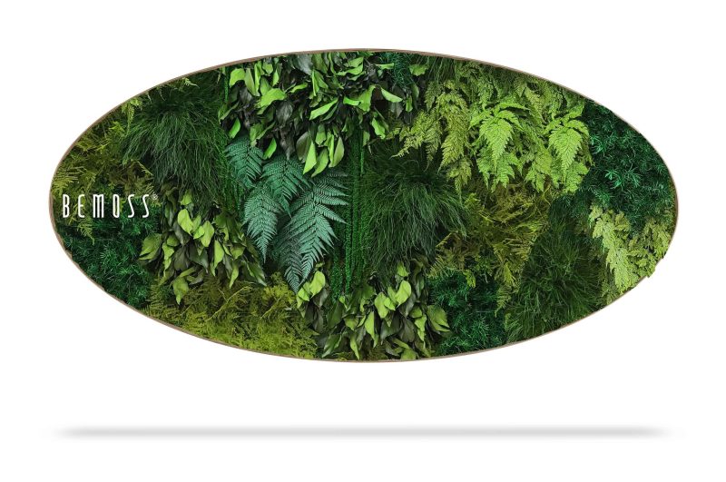 Moosbild Ellipse PFLANZEN  Lapas