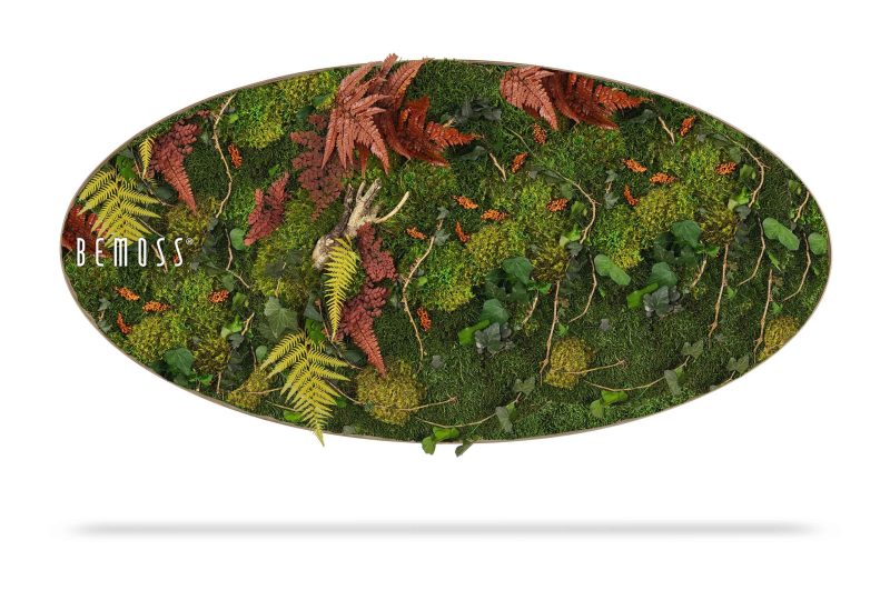 Moosbild Ellipse PFLANZEN Loreto