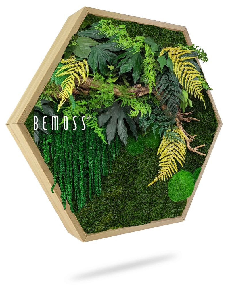 Moosbild Hexagon PFLANZEN Nihara