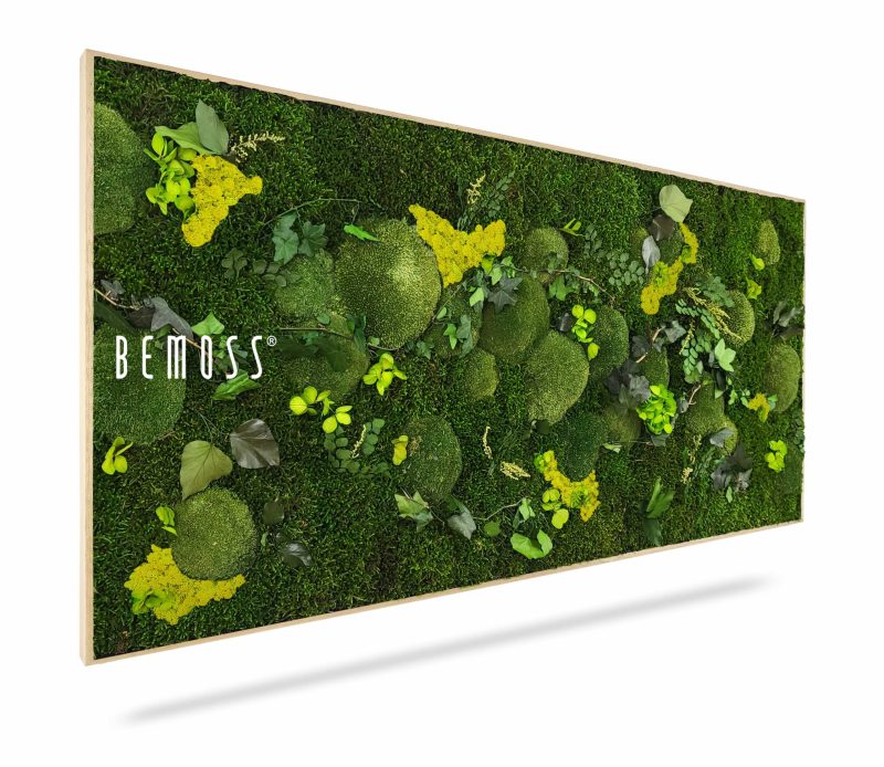 Moosbild PFLANZEN Mesia Lime