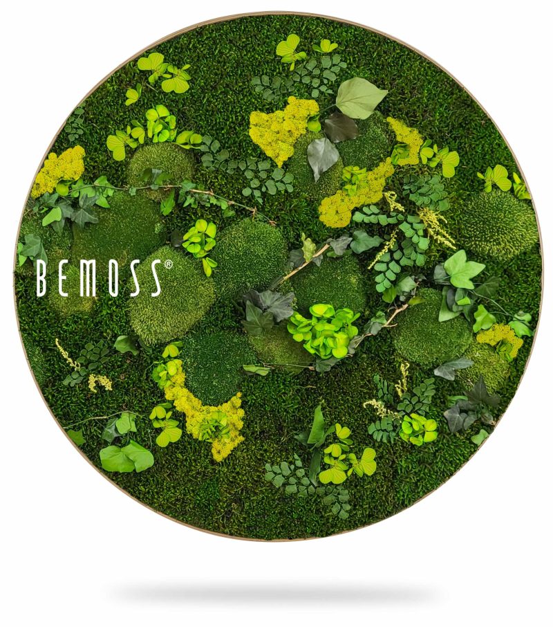 Moosbild Rund PFLANZEN Mesia Lime