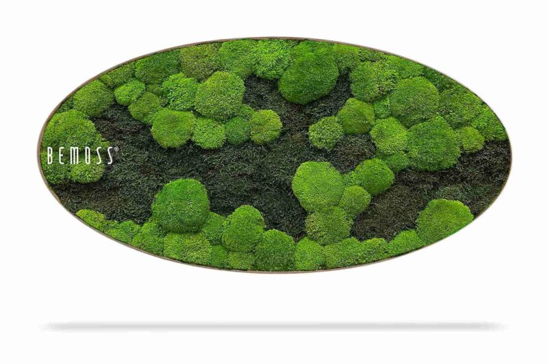 Moosbild Ellipse FLACHMOOS & KUGELMOOS DUO Light Green