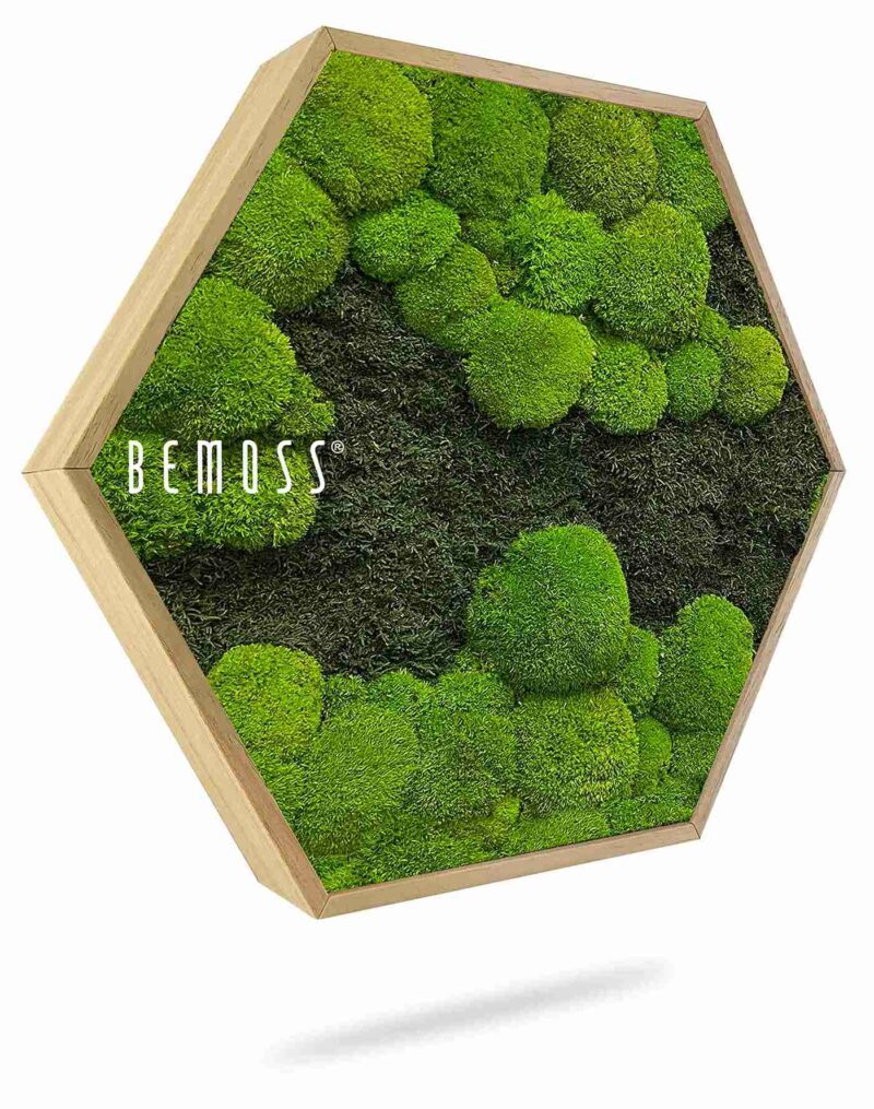 Moosbild Hexagon FLACHMOOS & KUGELMOOS DUO Light Green