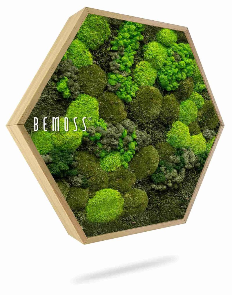 Moosbild Hexagon BEMOSS® ORTHO DOVEN