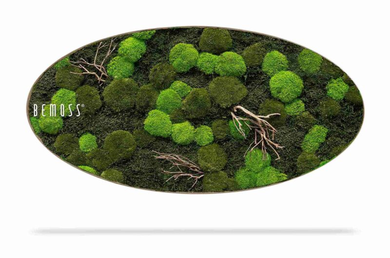 Moosbild Ellipse FLACHMOOS & KUGELMOOS Doven WOOD