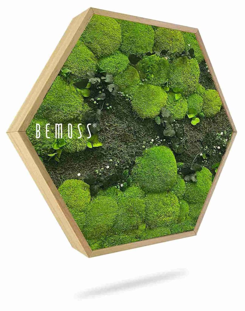 Moosbild Hexagon PFLANZEN Kyrin