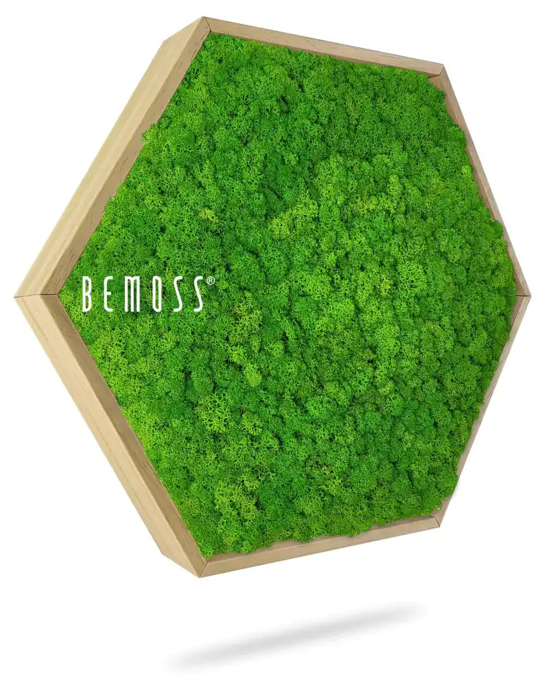 Moosbild Hexagon ISLANDMOOS mono