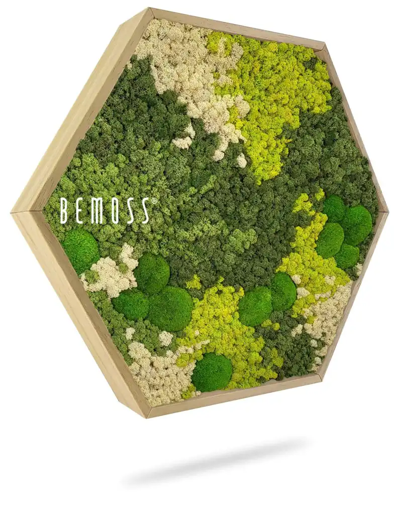 Moosbild Hexagon BEMOSS® ORTHO SPRING