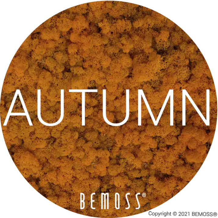 51 Autumn