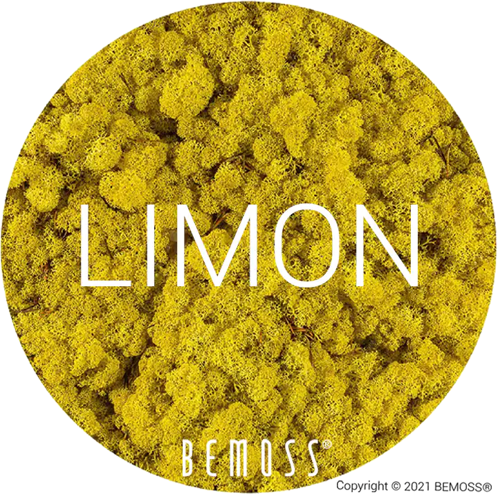 61 Lemon