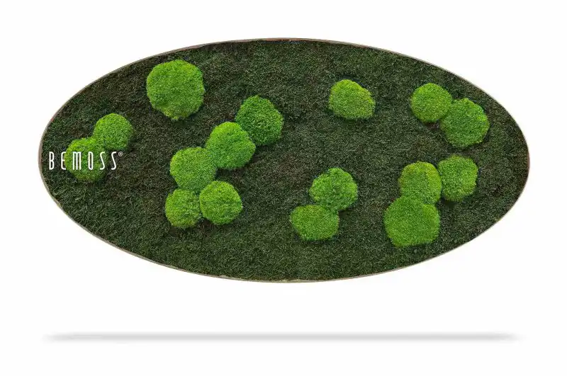 Moosbild Ellipse FLACHMOOS & KUGELMOOS Light