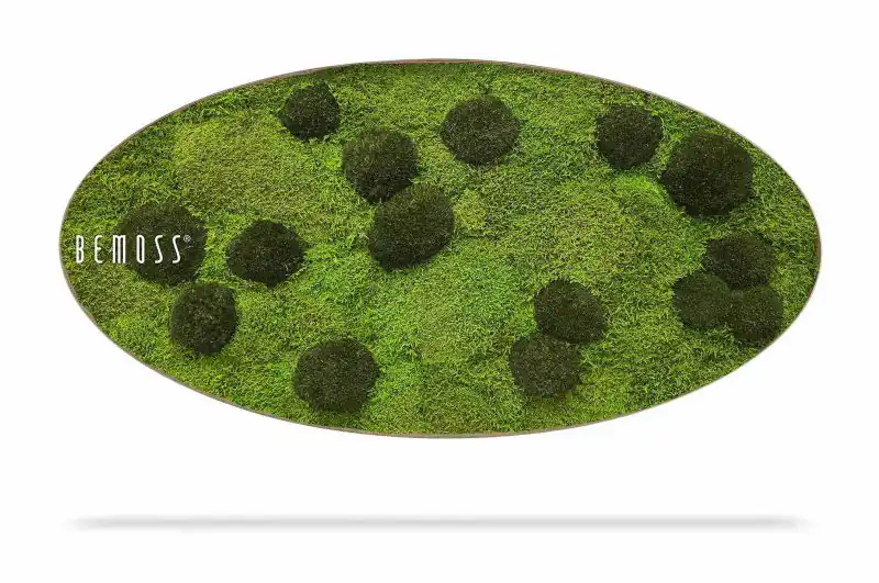 Moosbild Ellipse FLACHMOOS & KUGELMOOS Peva