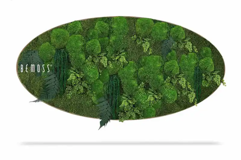 Moosbild Ellipse PFLANZEN Moreilo