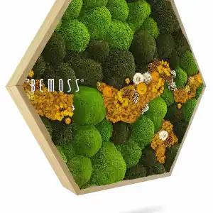 Moosbild Hexagon KUGELMOOS COSMO Yellow