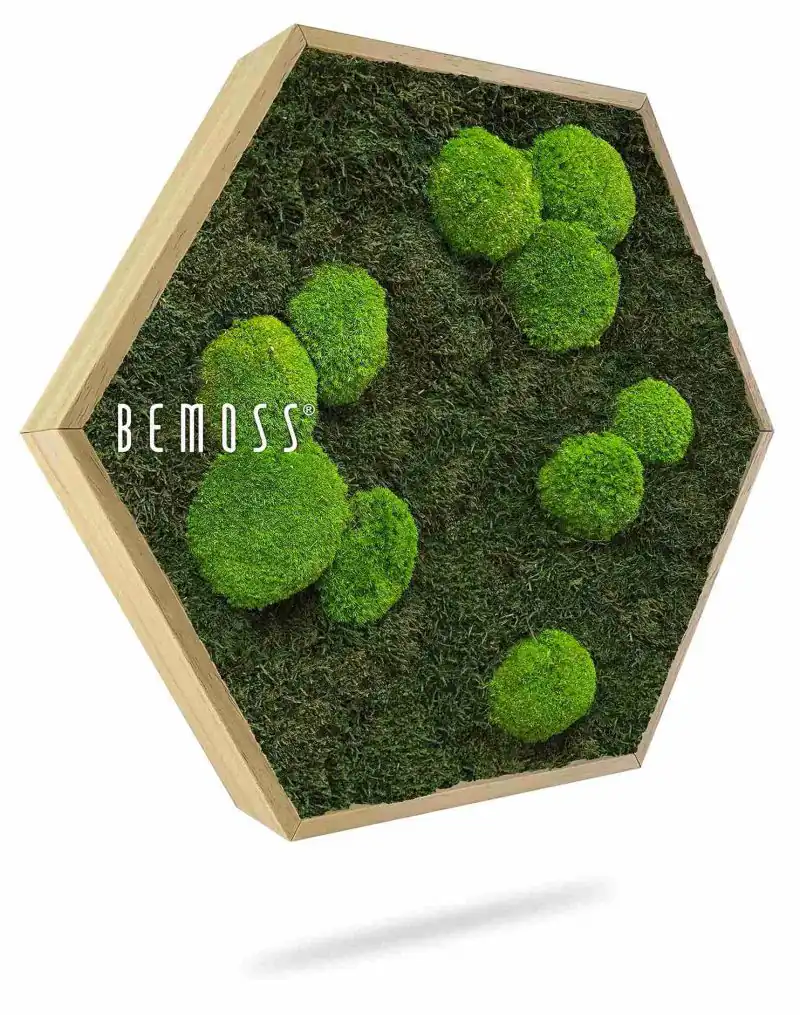 Moosbild Hexagon FLACHMOOS & KUGELMOOS Light green