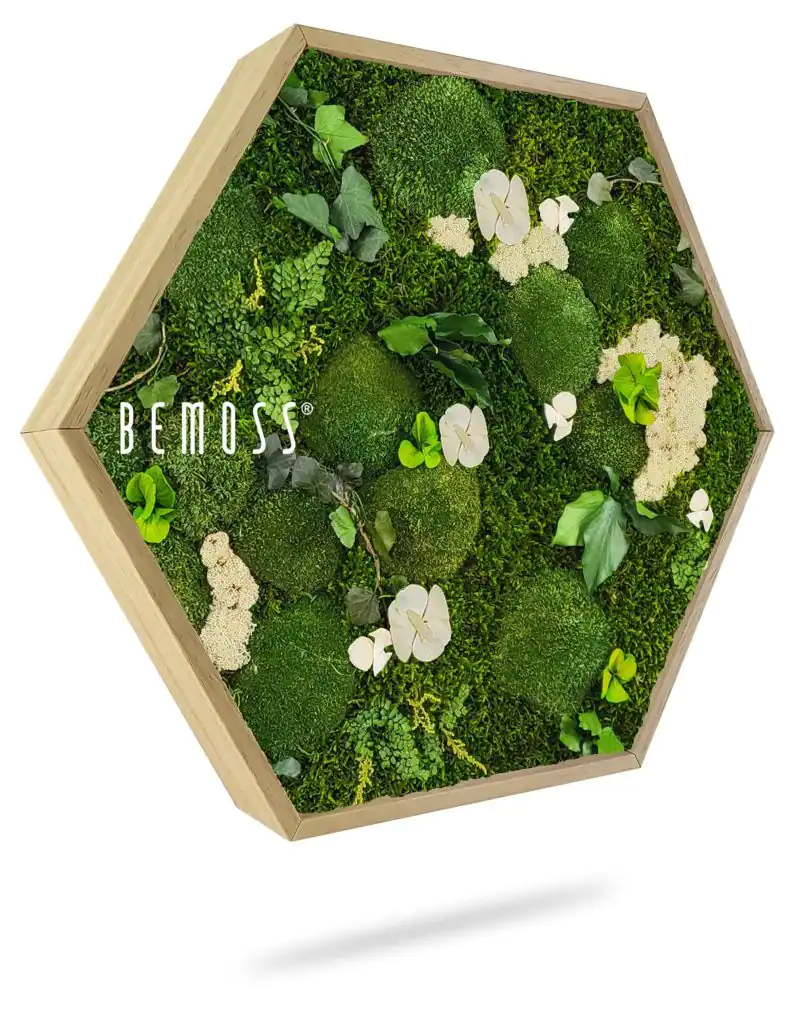 Moosbild Hexagon PFLANZEN Mesia Natural