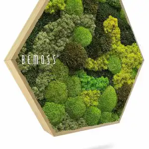 Moosbild Hexagon BEMOSS® ORTHO TELDE