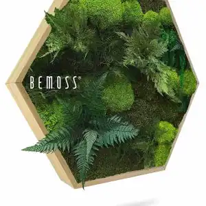 Moosbild Hexagon PFLANZEN Vigo