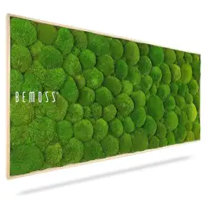 Moosbild KUGELMOOS Light Green