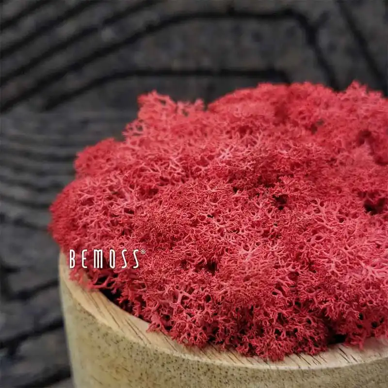 Konserviertes Moos Islandmoos RED