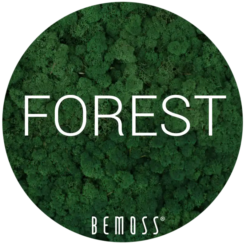 3 Forest