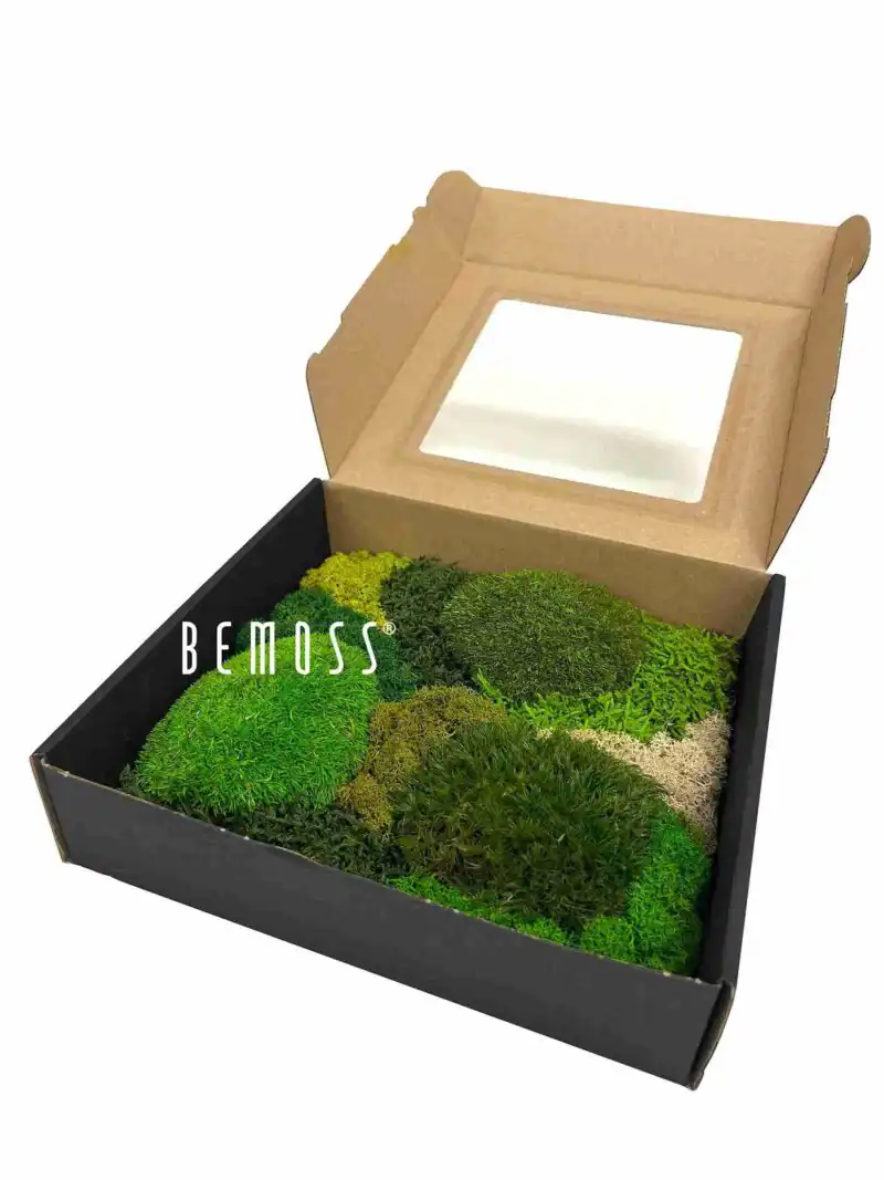 Moos-Musterbox Mini
