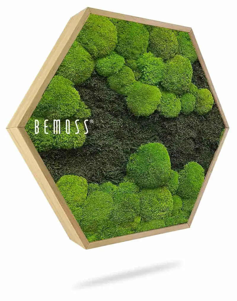 Moosbild Hexagon FLACHMOOS & KUGELMOOS DUO Light Green