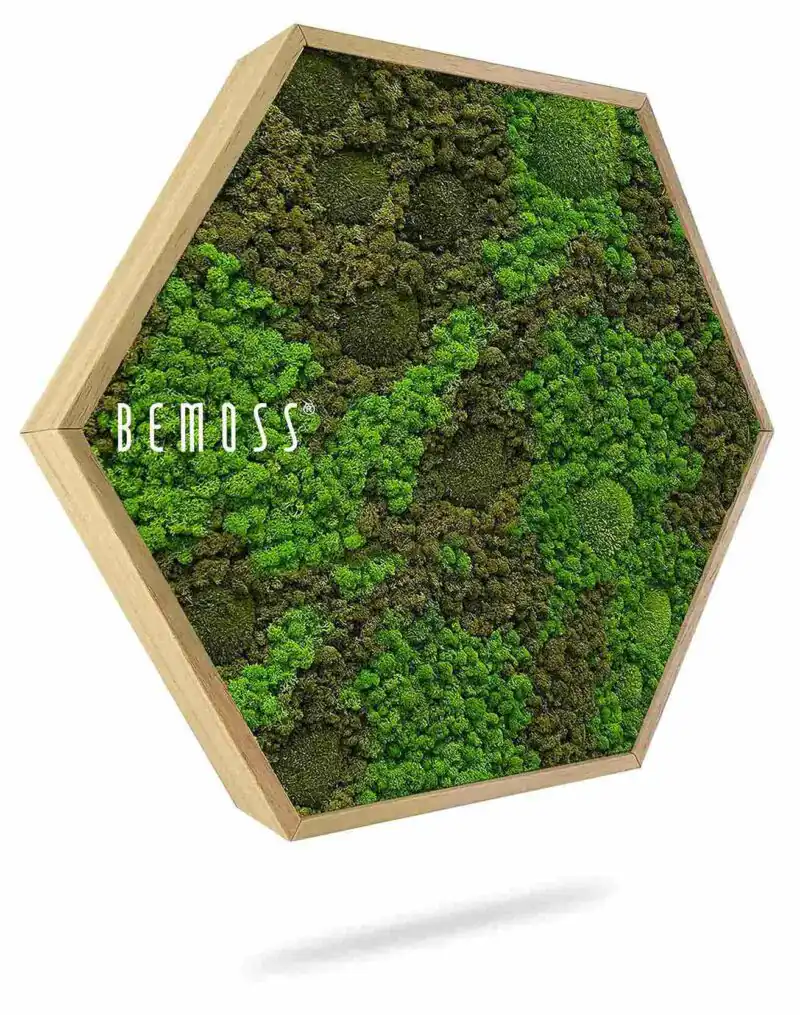 Moosbild Hexagon BEMOSS® ORTHO ASEL