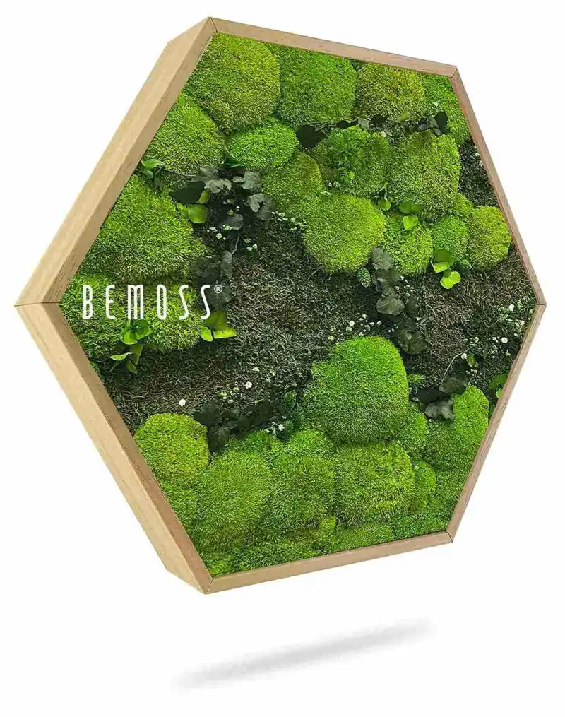 Moosbild Hexagon PFLANZEN Kyrin